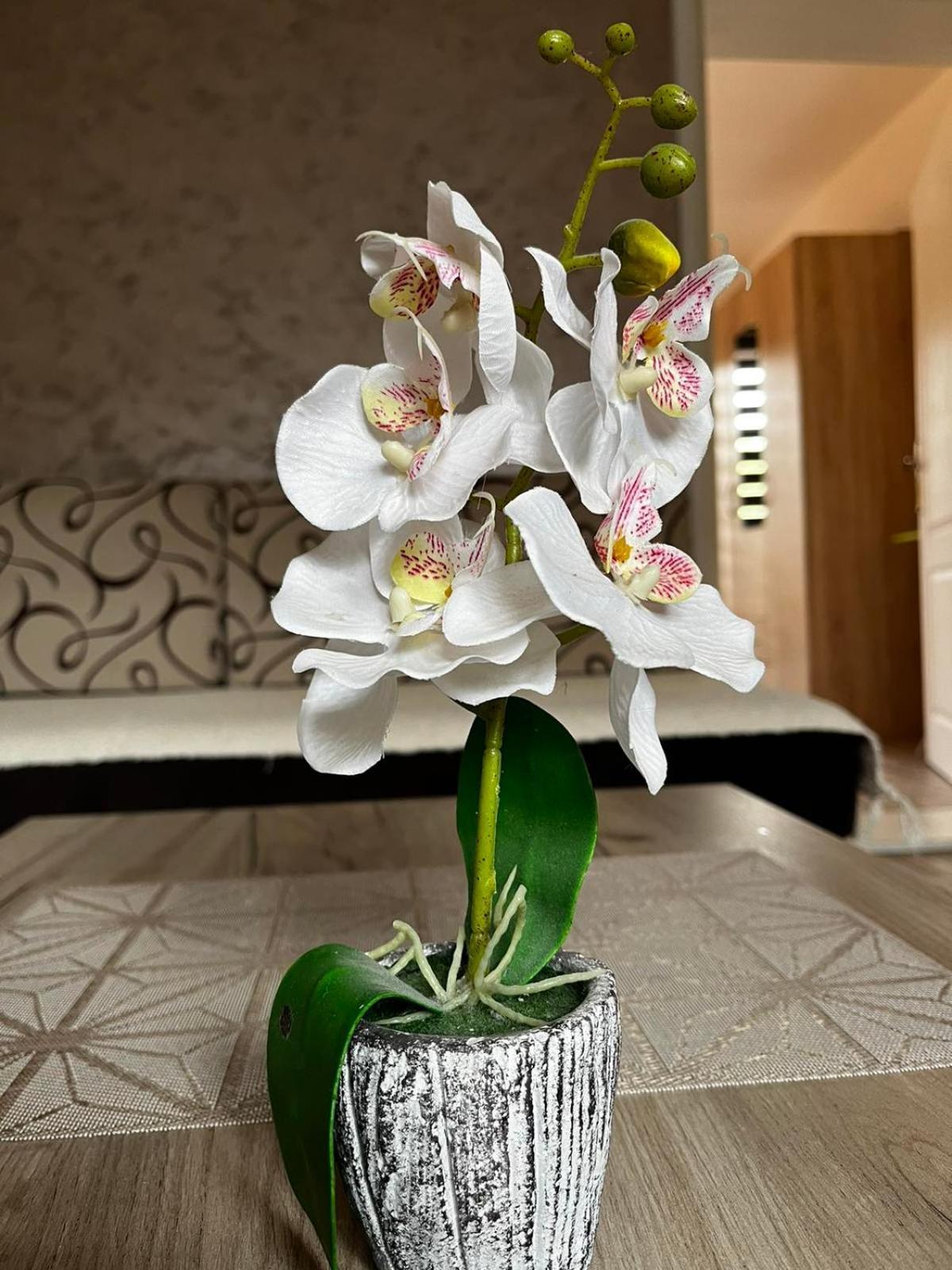 Apartmani Nikolic Višegrad Quarto foto